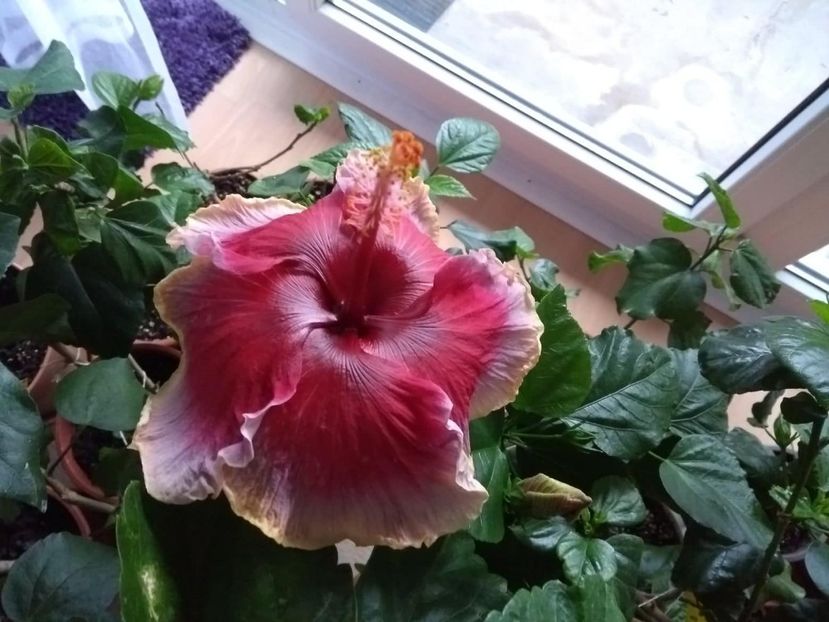  - Indian Divine Grace