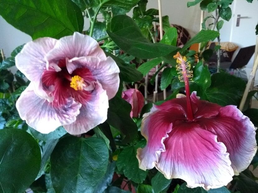  - 04Hibiscus