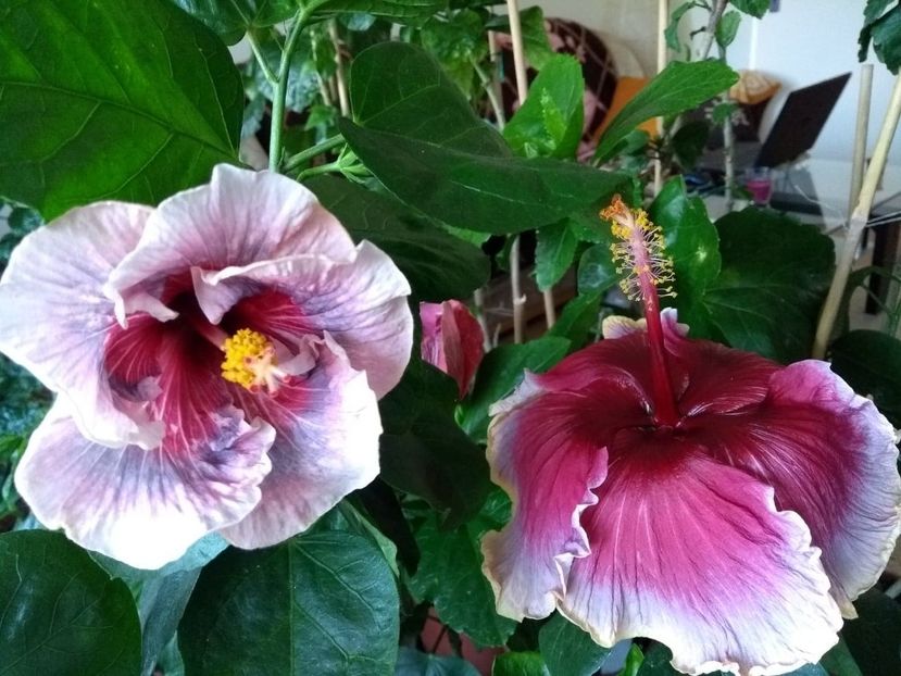  - 04Hibiscus
