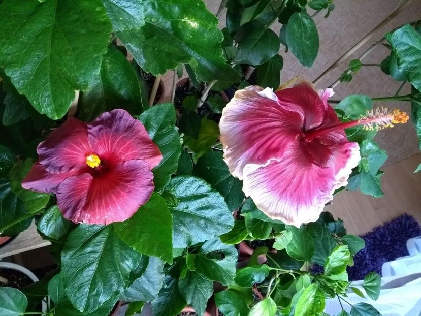  - 04Hibiscus