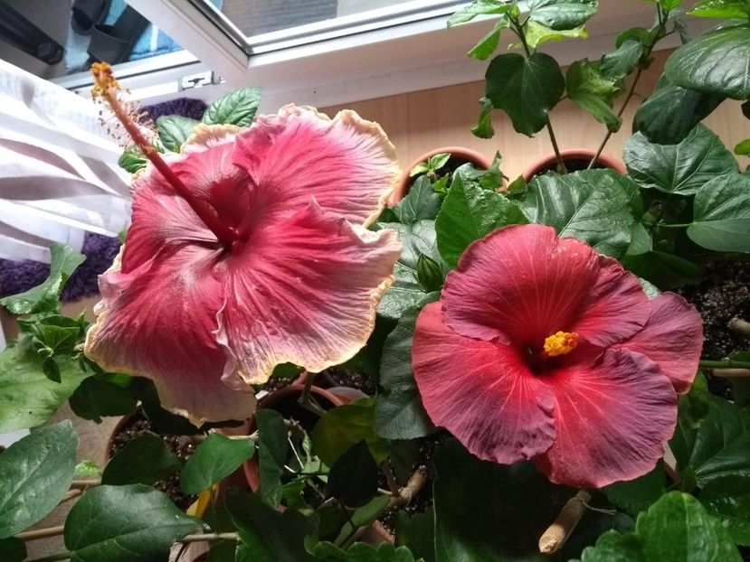  - 04Hibiscus