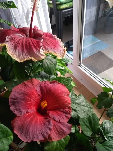  - 04Hibiscus