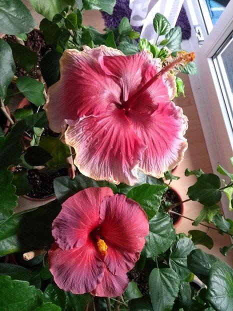  - 04Hibiscus