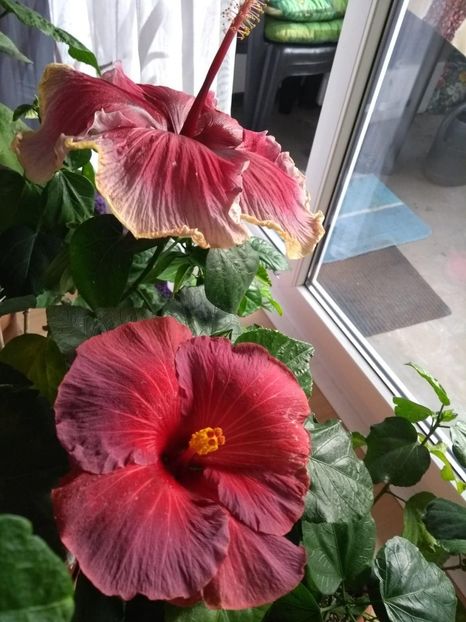  - 04Hibiscus