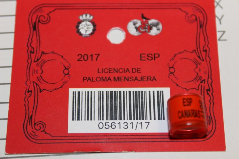 F. CANARIA C.C. ESPANA 2017 - CANARIA   SPANIA