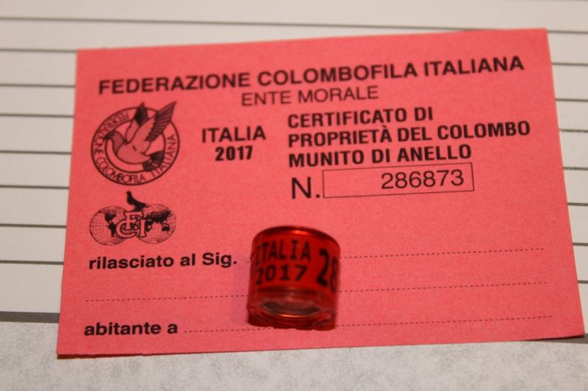 ITALIA 2O17 - ITALIA