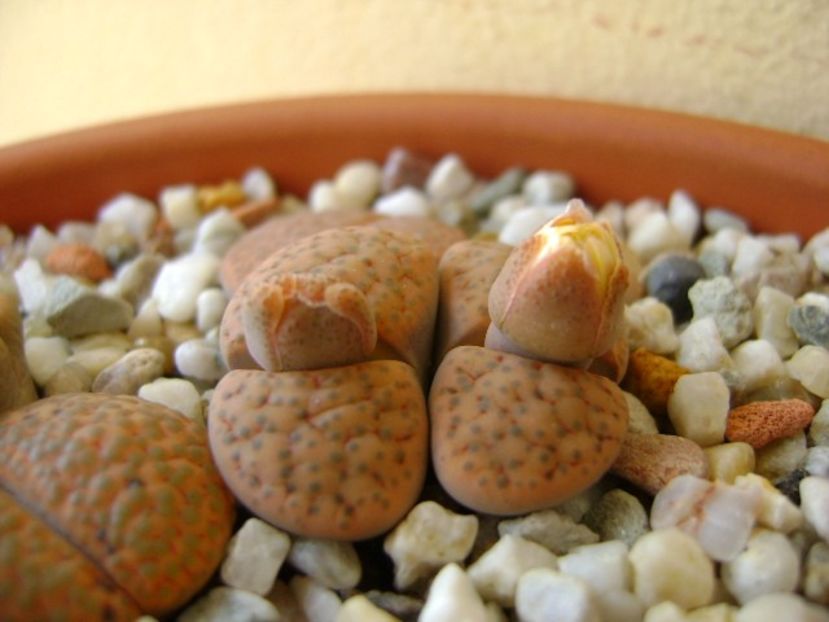 Lithops fulviceps - Suculente 2018