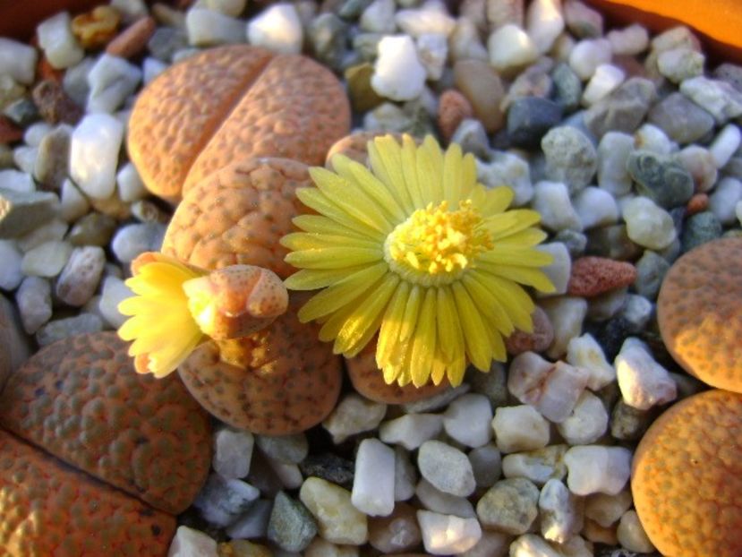 Lithops fulviceps - Suculente 2018