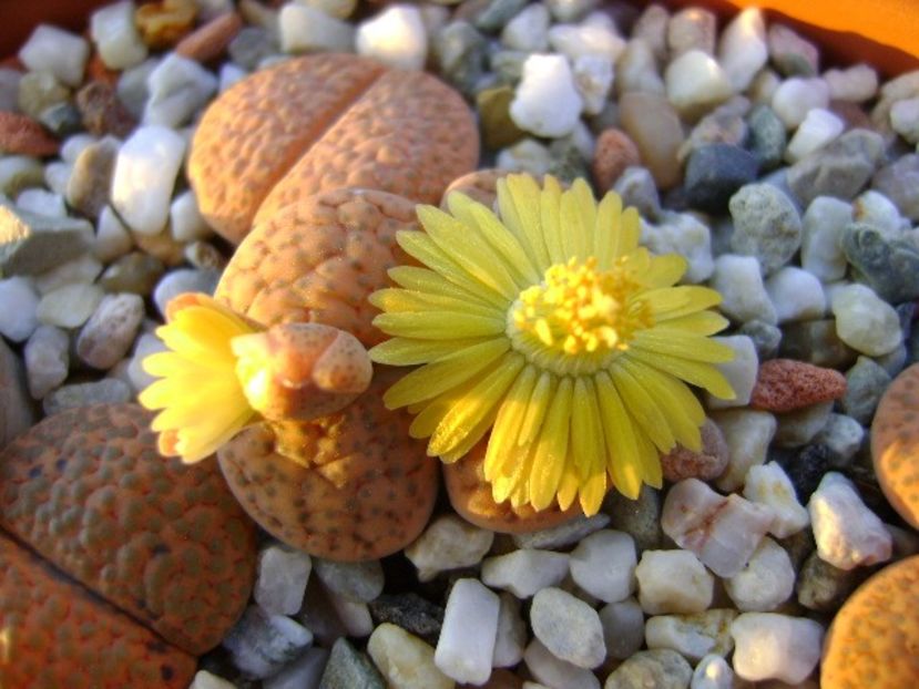 Lithops fulviceps - Suculente 2018