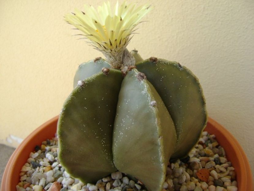 Astrophytum myriostigma - Cactusi 2018 continuare