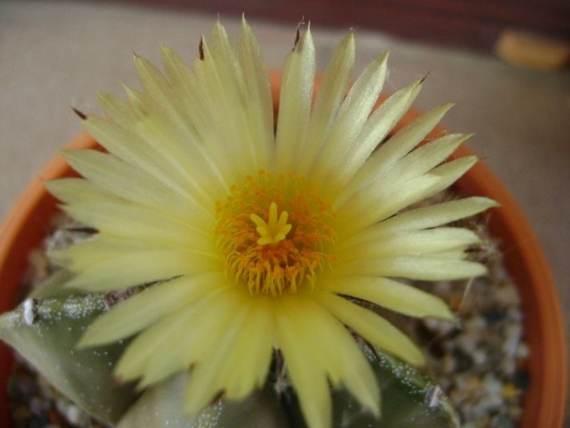 Astrophytum myriostigma - Cactusi 2018 continuare