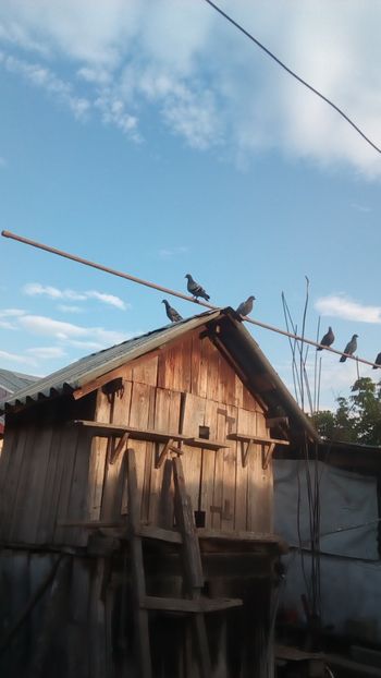  - Adaposturi Model---Model odinioara