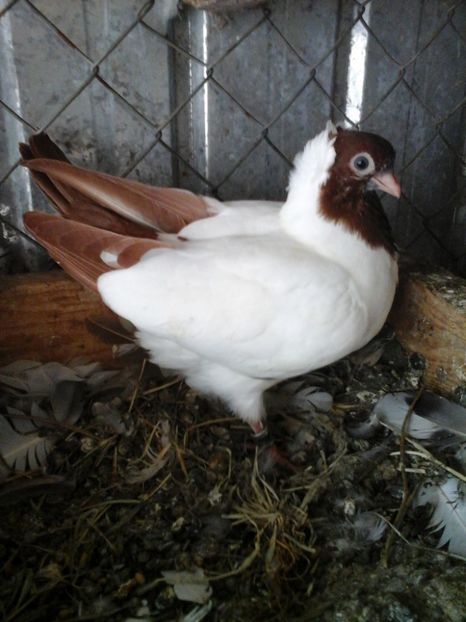  - Calugarite Germane