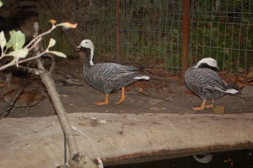  - Gaste Imperiale - Anser canagica