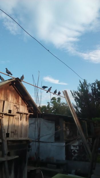  - Adaposturi Model---Model odinioara