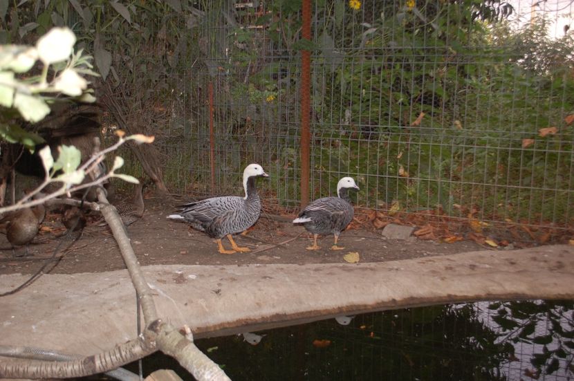  - Gaste Imperiale - Anser canagica