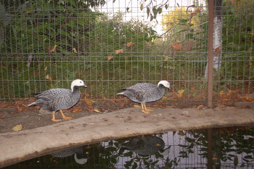  - Gaste Imperiale - Anser canagica