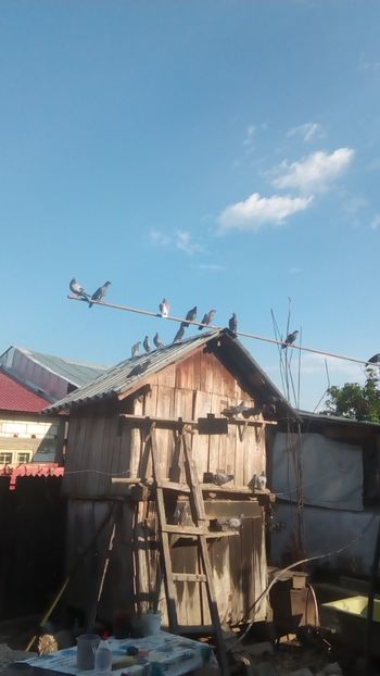  - Adaposturi Model---Model odinioara