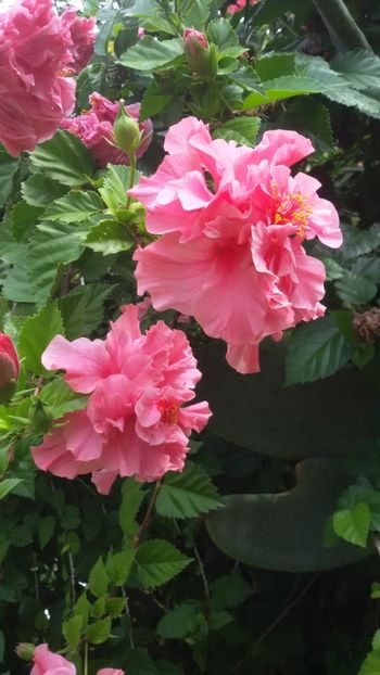 IMG-20180913-WA0000 - Plantele mele