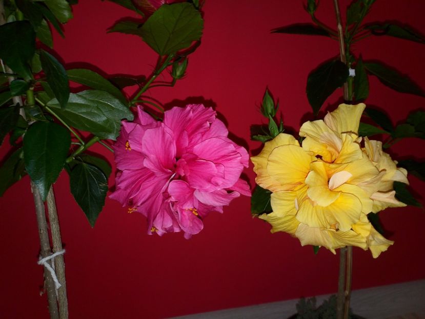  - Plantele mele