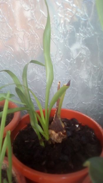 Cymbidium - Multumesc Irina! - 2 NOUTATI în colecția mea - 2018 -2019