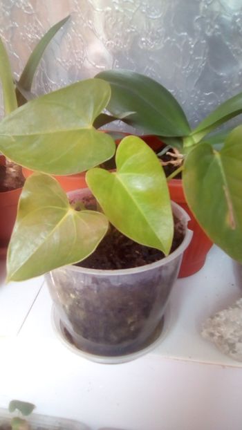 Anthurium - A trecut cu bine startul - 2 NOUTATI în colecția mea - 2018 -2019