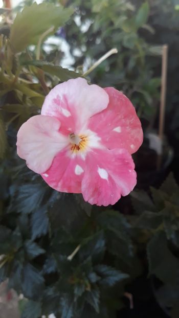  - R18 Royal Blush - renuntat