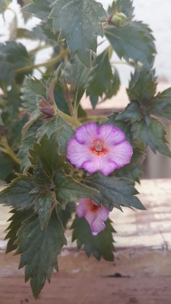  - R19 - Vienesse Romance