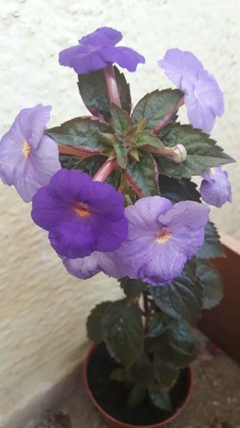  - 0001 2022 - The Lone Star