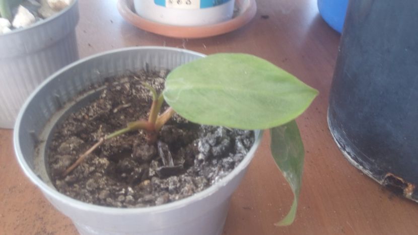  - NO ID - posibil Red Edmerald