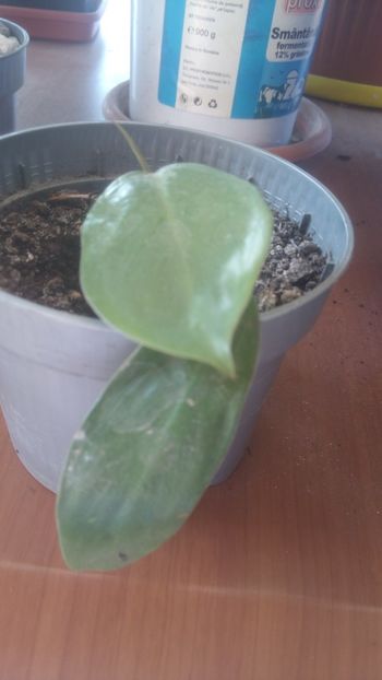 1536992858715-1708559295 - NO ID - posibil Red Edmerald