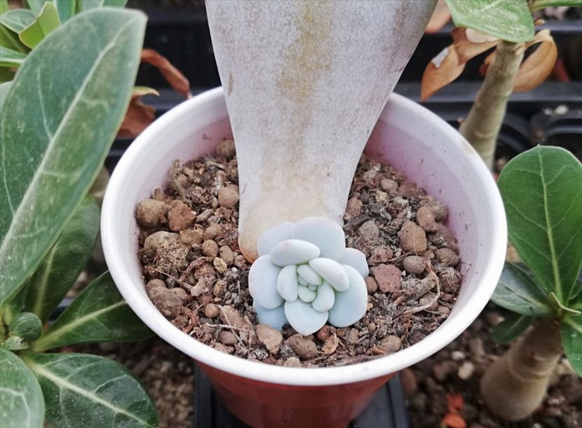 Echeveria Laui - provizoriu