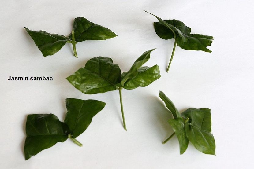 20.06.18 - 1 Iasomie- inradacinare