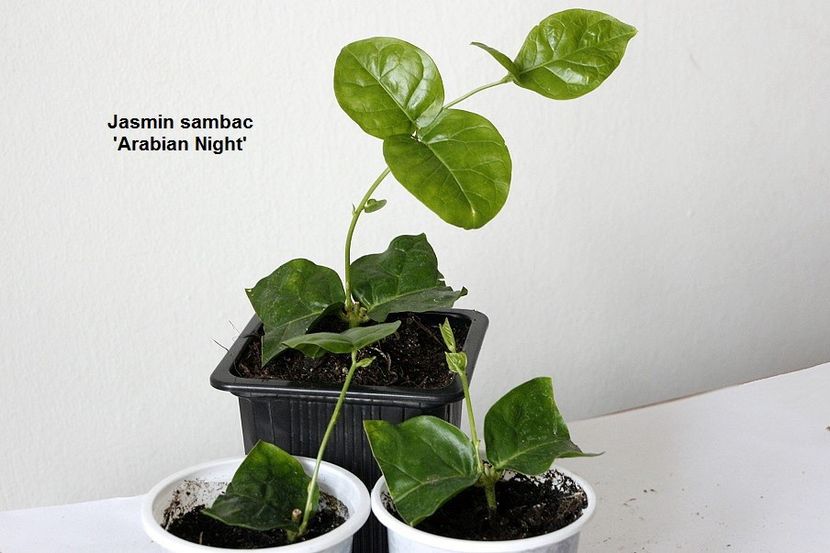 22.08.18 - 1 Iasomie- inradacinare