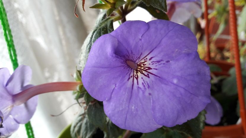 Oviksfjallen - 09 Achimenes 2018