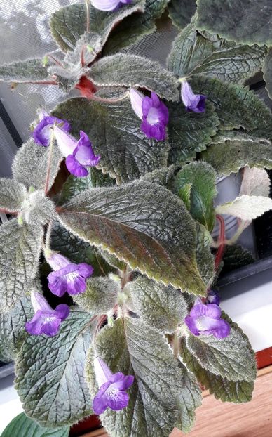 Eucodonia Adele - 09 Achimenes 2018