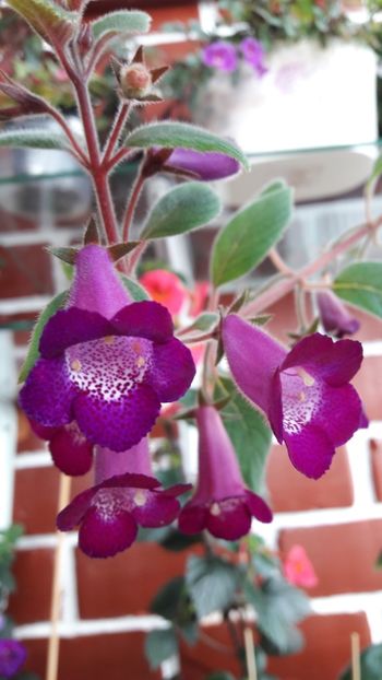 Ohio Never say never - 09 Achimenes 2018