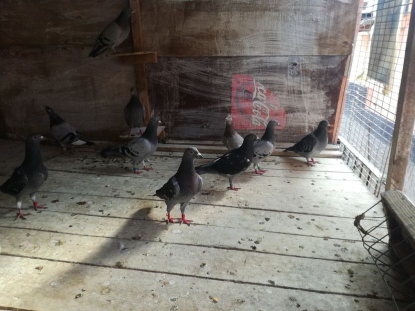  - 2018-Naparlirea decurge bine