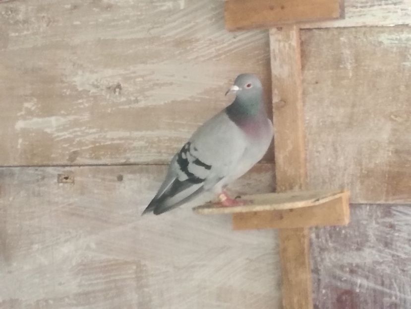  - 2018-Naparlirea decurge bine