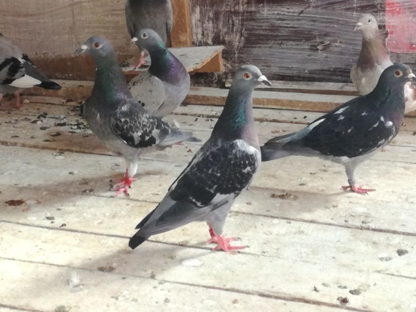  - 2018-Naparlirea decurge bine