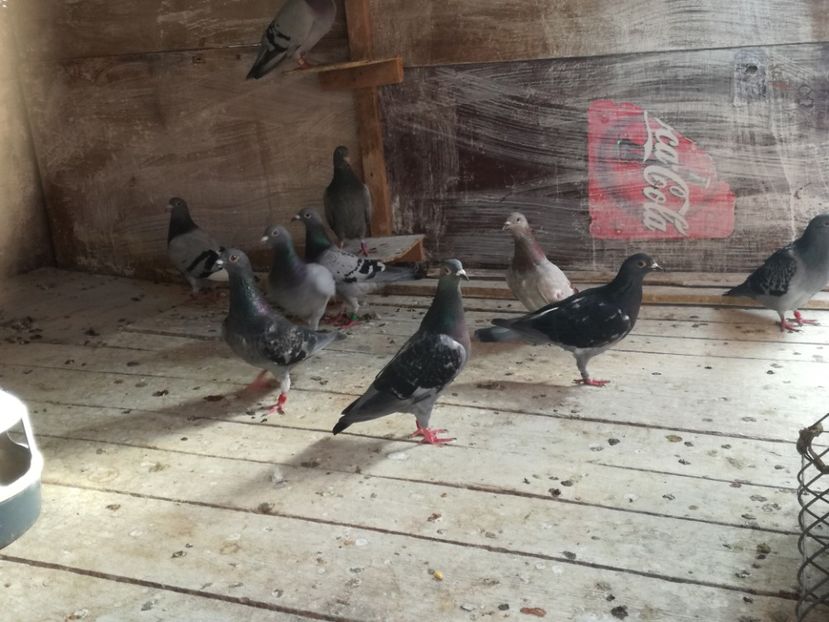  - 2018-Naparlirea decurge bine