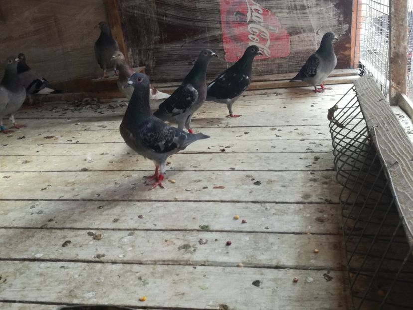  - 2018-Naparlirea decurge bine