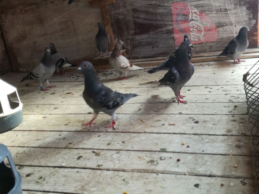  - 2018-Naparlirea decurge bine