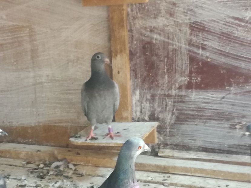  - 2018-Naparlirea decurge bine