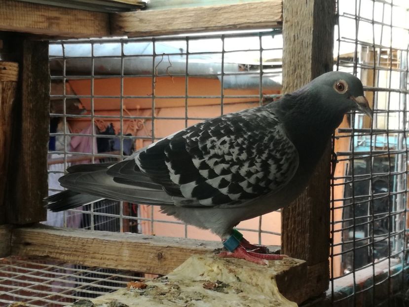  - 2018-Naparlirea decurge bine