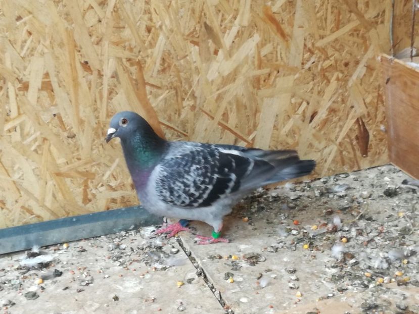  - 2018-Naparlirea decurge bine