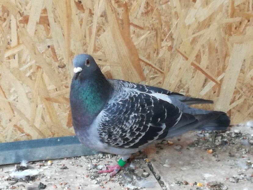  - 2018-Naparlirea decurge bine