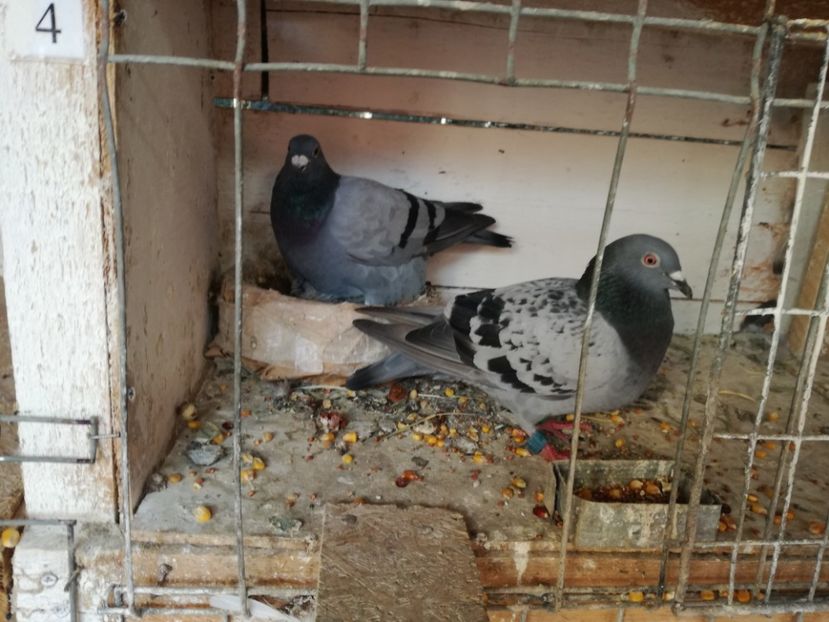  - 2018-Naparlirea decurge bine