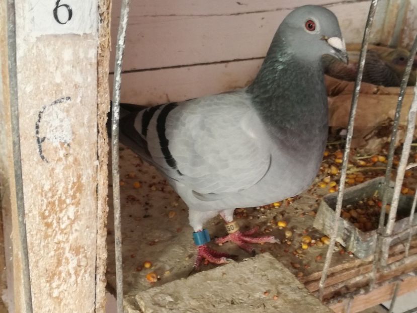  - 2018-Naparlirea decurge bine