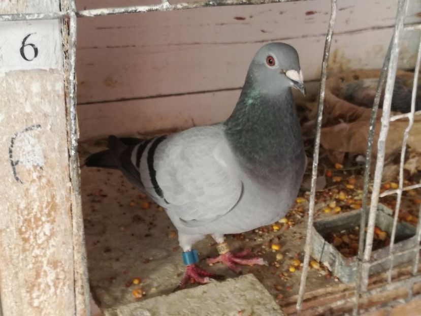  - 2018-Naparlirea decurge bine